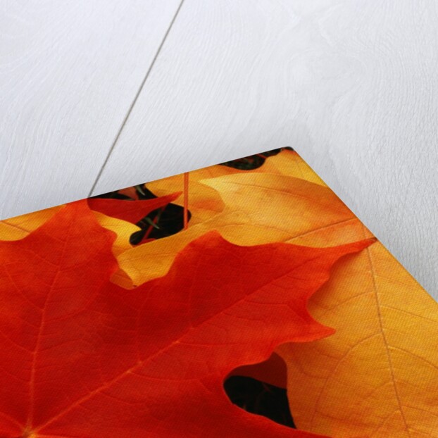 Red and Yellow Maple Leaves by Anonymous