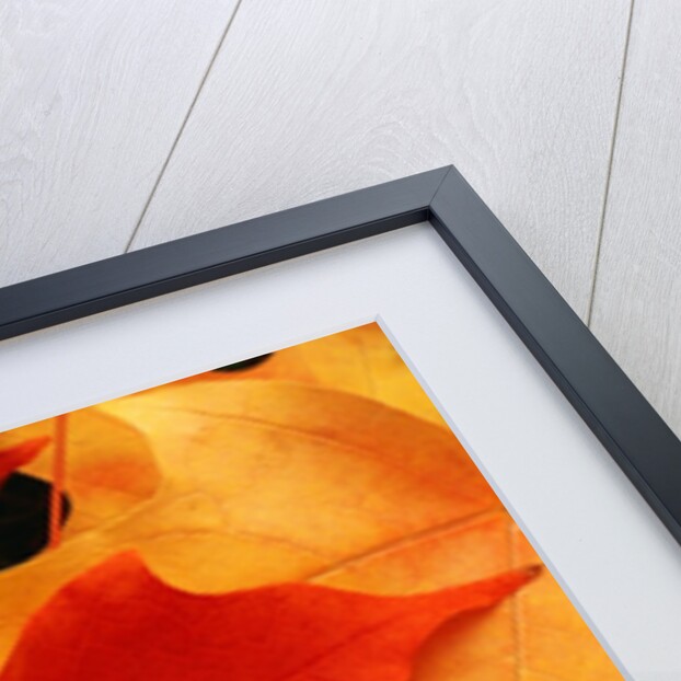 Red and Yellow Maple Leaves by Anonymous