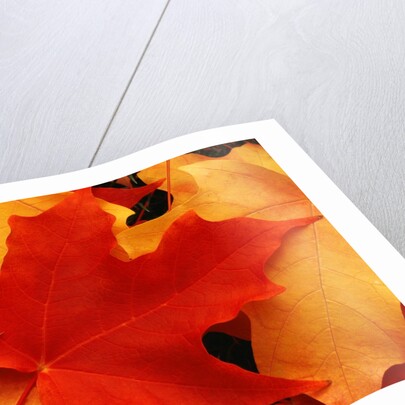 Red and Yellow Maple Leaves by Anonymous