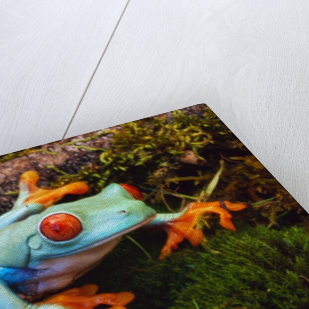 Red-eyed Treefrog by Anonymous