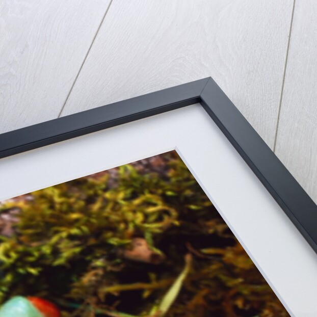 Red-eyed Treefrog by Anonymous