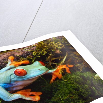 Red-eyed Treefrog by Anonymous