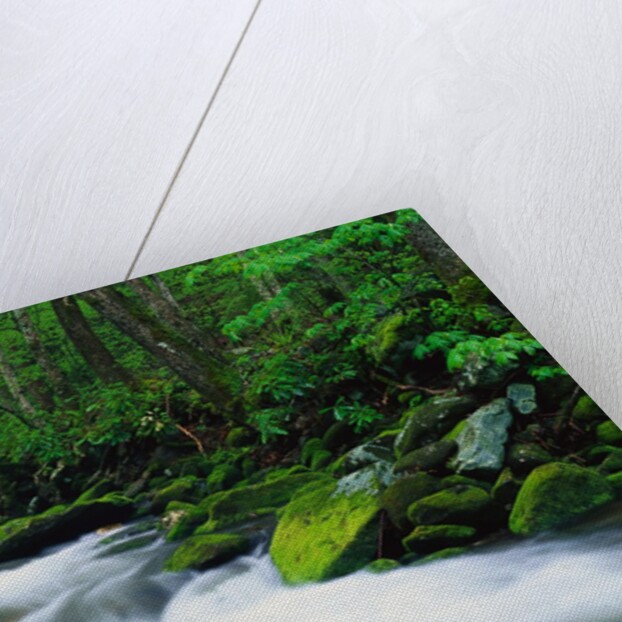 Stream in Forest by Anonymous