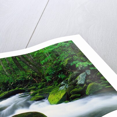 Stream in Forest by Anonymous