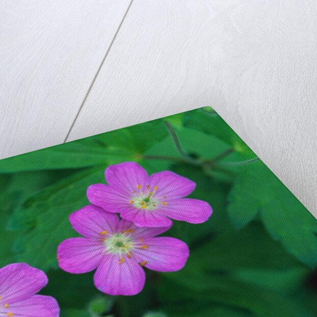 Wild Geranium Flowers by Anonymous