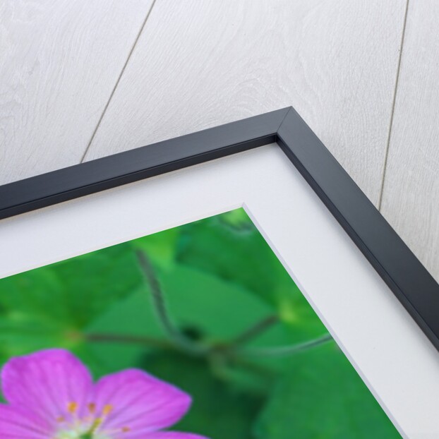 Wild Geranium Flowers by Anonymous
