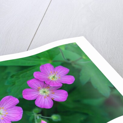 Wild Geranium Flowers by Anonymous