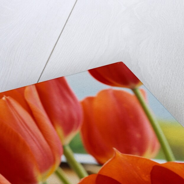 Red Tulips by Anonymous