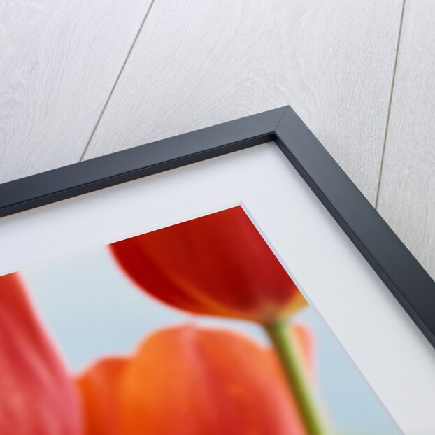 Red Tulips by Anonymous