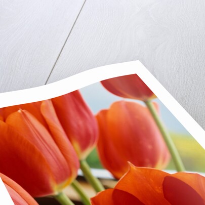 Red Tulips by Anonymous