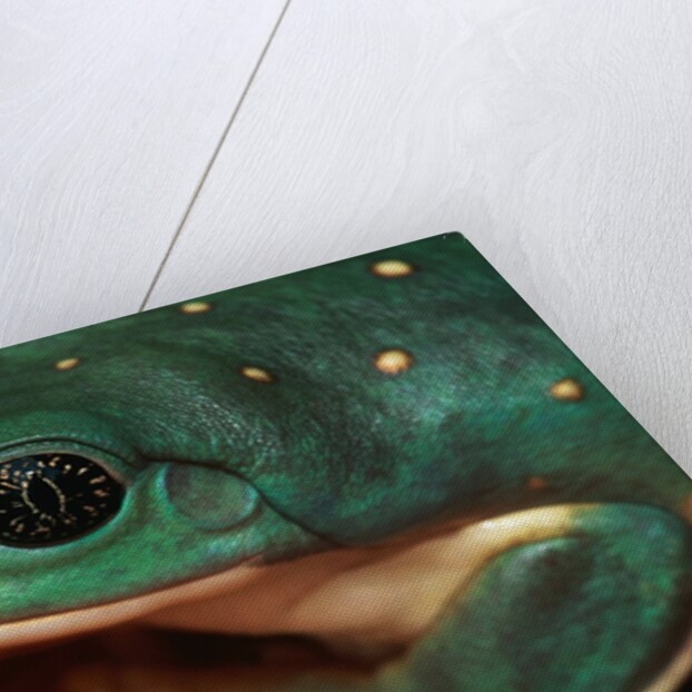 Tree Frog by Anonymous