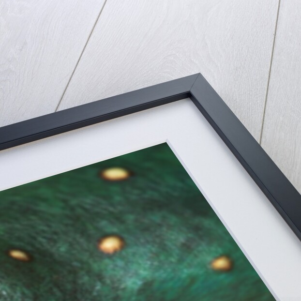 Tree Frog by Anonymous