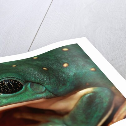 Tree Frog by Anonymous