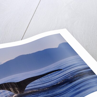 Humpback Whale Diving by Anonymous