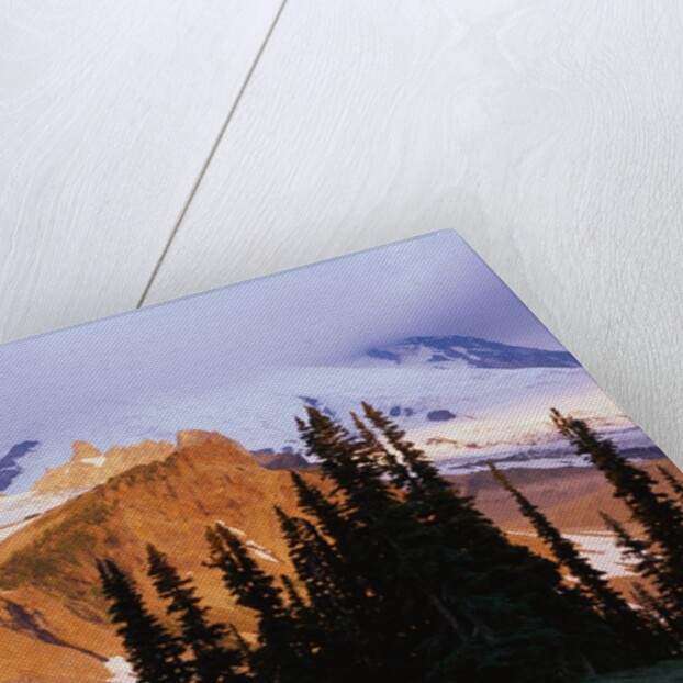 Mount Rainier and Evergreens by Anonymous