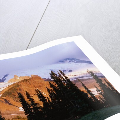 Mount Rainier and Evergreens by Anonymous