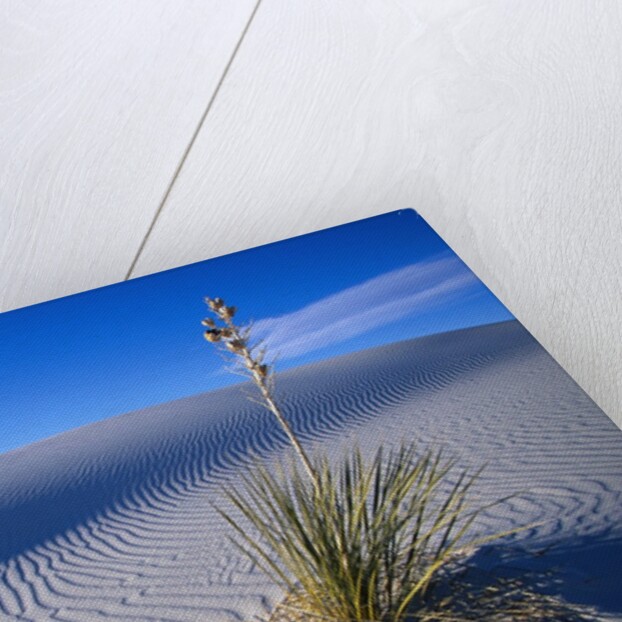 Soaptree Yucca Plant on Sand Dune by Anonymous