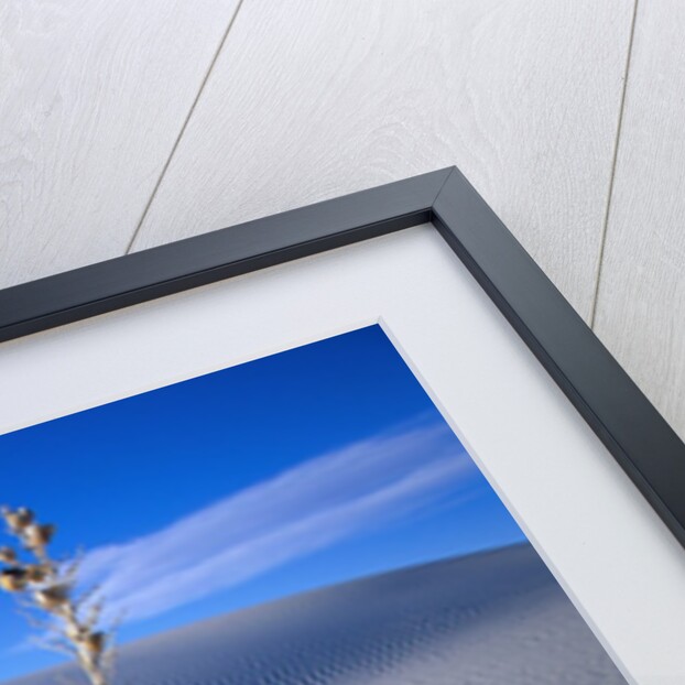Soaptree Yucca Plant on Sand Dune by Anonymous
