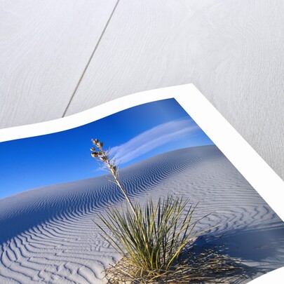 Soaptree Yucca Plant on Sand Dune by Anonymous