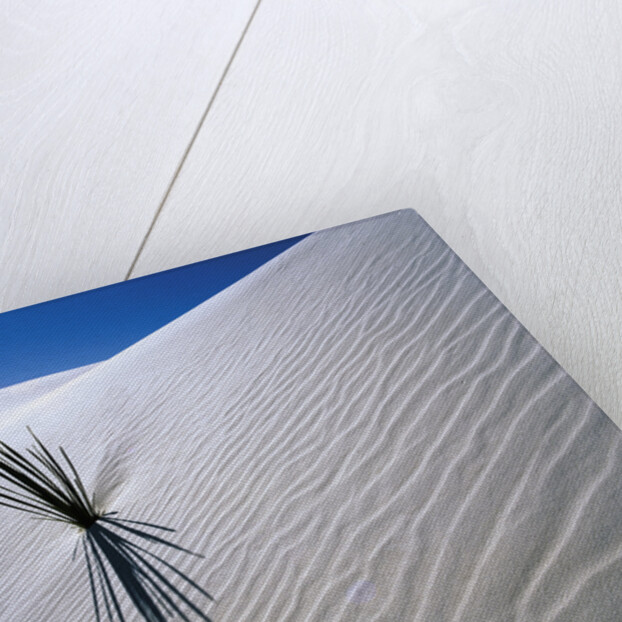 Plant Growing in Sand Dune by Anonymous