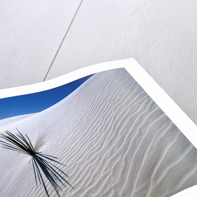 Plant Growing in Sand Dune by Anonymous