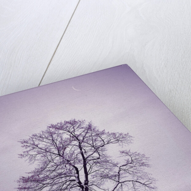 Lone Tree in Snow by Anonymous