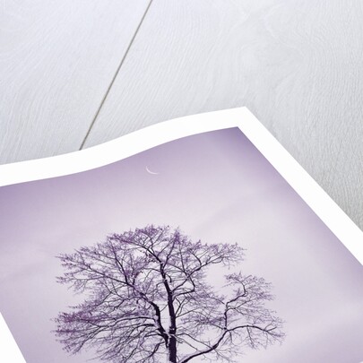 Lone Tree in Snow by Anonymous