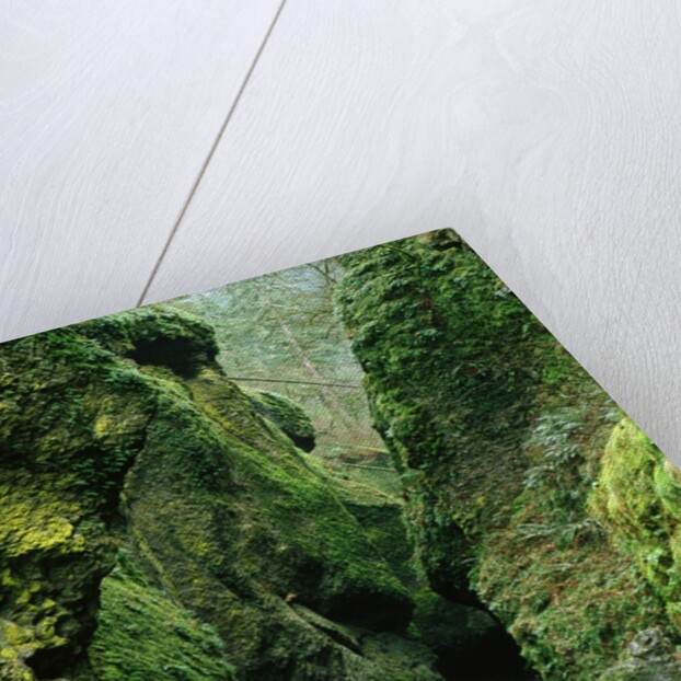 Moss Coating Oneonta Gorge by Anonymous