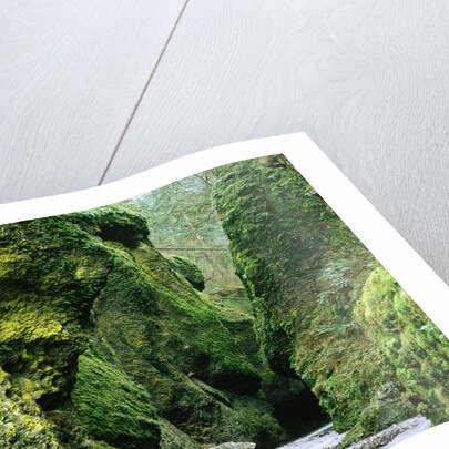 Moss Coating Oneonta Gorge by Anonymous