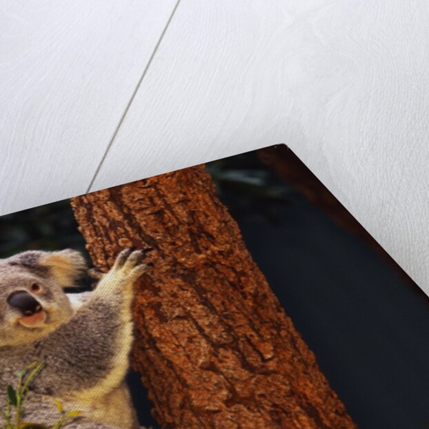 Koala in Tree by Anonymous