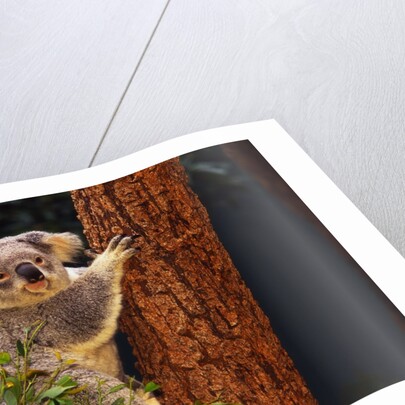 Koala in Tree by Anonymous