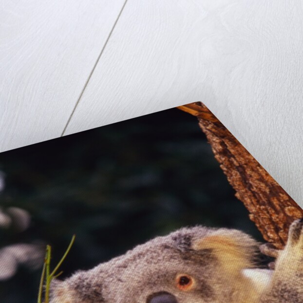 Koala in Tree by Anonymous