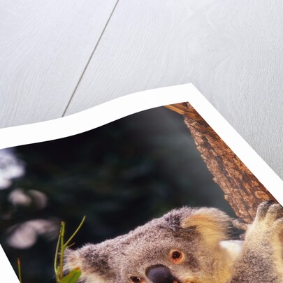 Koala in Tree by Anonymous