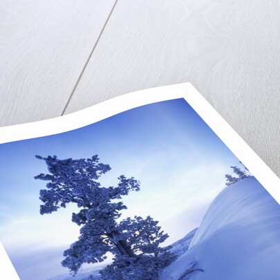 Tree on Snow Covered Hill by Anonymous