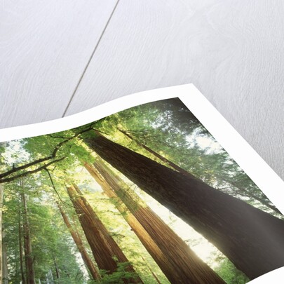 Redwood Forest by Anonymous