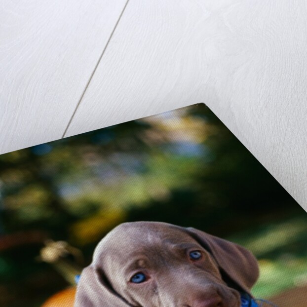 Weimaraner Puppy Climbing onto Pumpkin by Anonymous