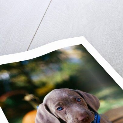 Weimaraner Puppy Climbing onto Pumpkin by Anonymous