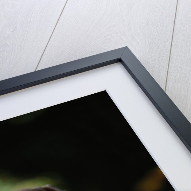 Weimaraner Wearing a Red Bandana by Anonymous