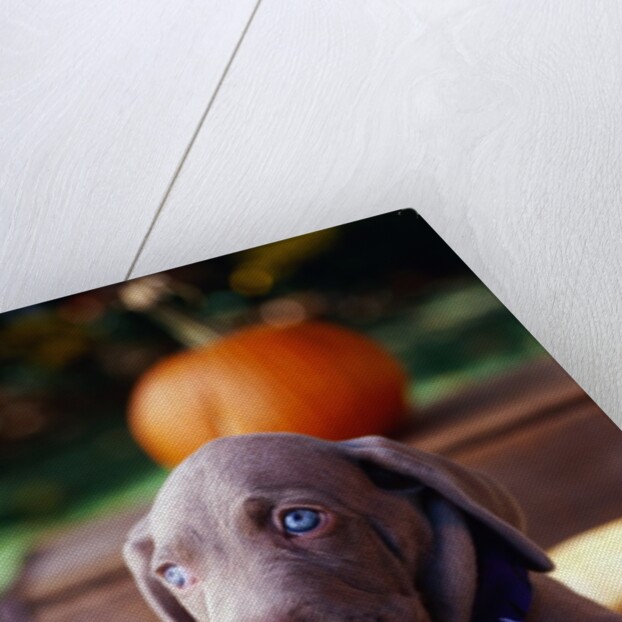 Weimaraner Puppy Inside Pumpkin by Anonymous