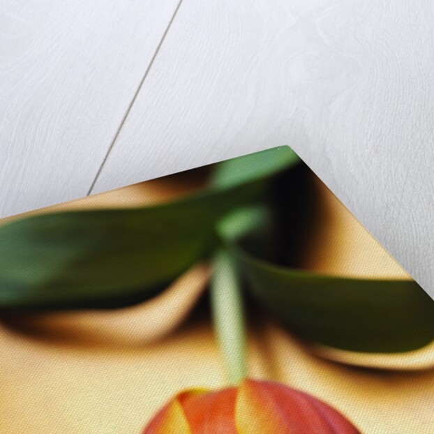 Orange Tulip by Anonymous