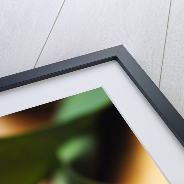 Orange Tulip by Anonymous