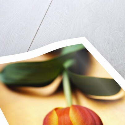 Orange Tulip by Anonymous