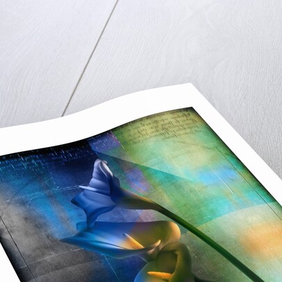 Calla Lilies and Colorful Patterns by Anonymous