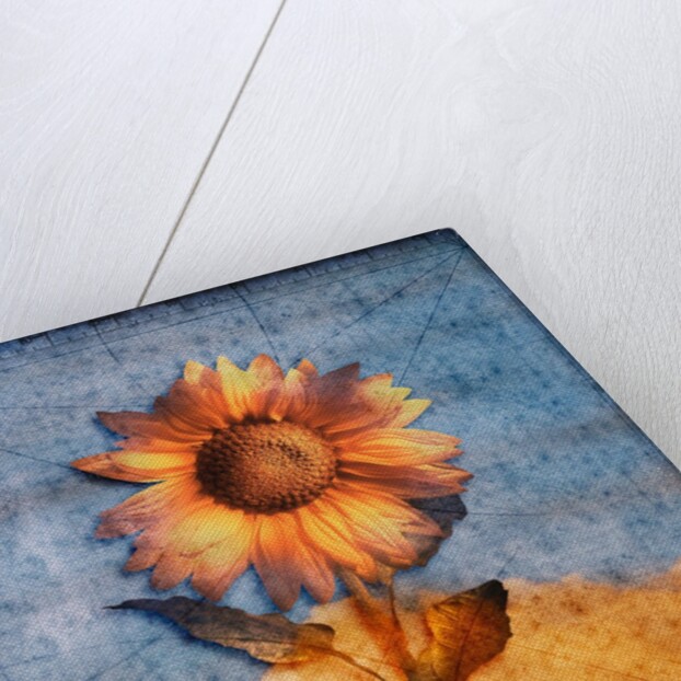 Sunflower and Sky by Anonymous