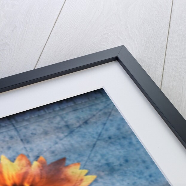 Sunflower and Sky by Anonymous