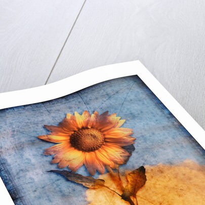 Sunflower and Sky by Anonymous