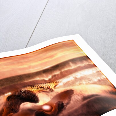 Pearl in Oyster by Anonymous