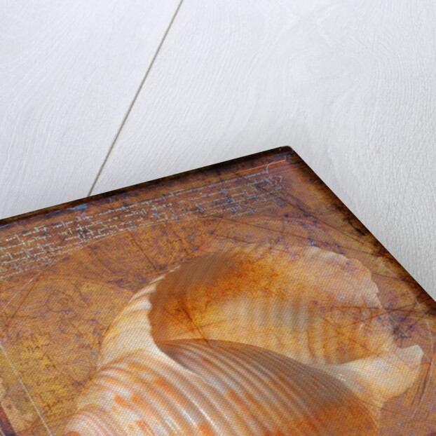 Seashell and Handwriting by Anonymous