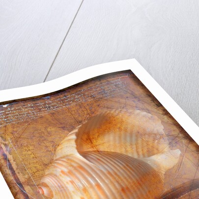 Seashell and Handwriting by Anonymous
