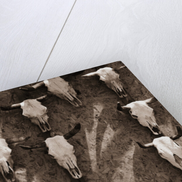 Cow Skulls Hanging on a Wall by Anonymous